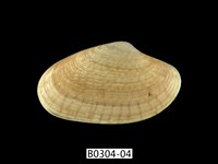 藏品(波紋橫簾蛤)的圖片